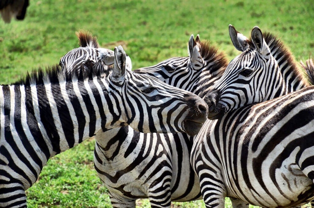 Zebra Ngorongoro Crater Tanzania