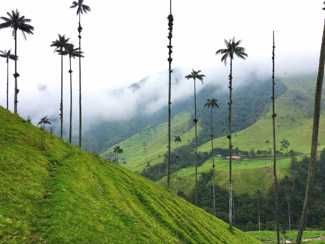 Cocora Valley, Colombia